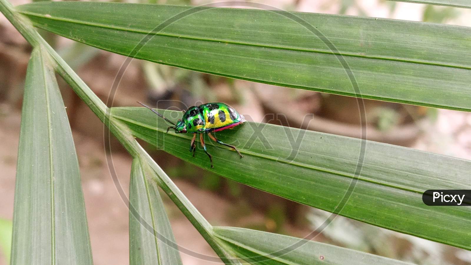 Lychee Shield-backed Jewel Bug