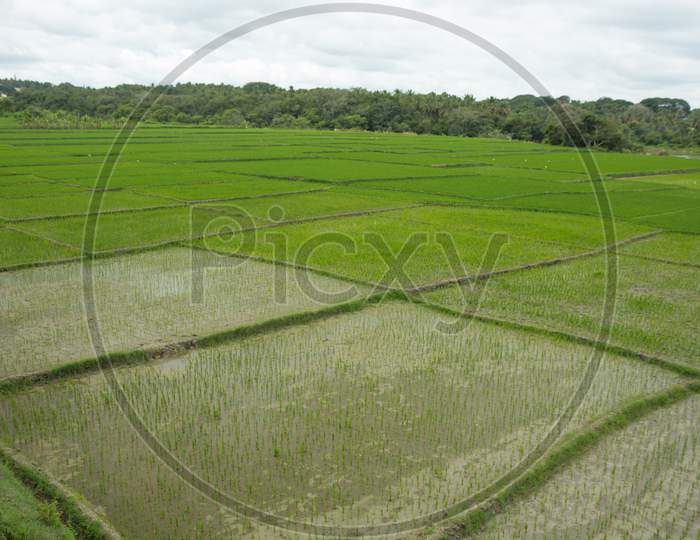 A Mesmerizing view of  Lush green Paddy Fields in Monsoon season near Mysuru in Karnataka/India.