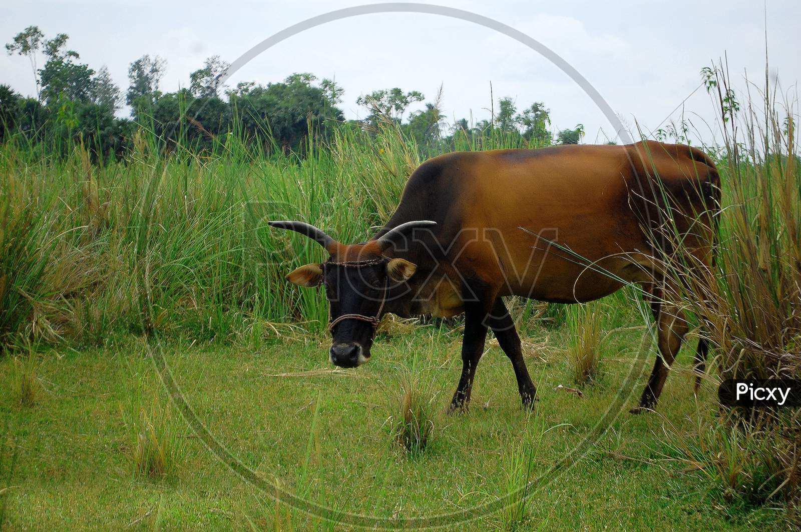 Zebu - The country cow