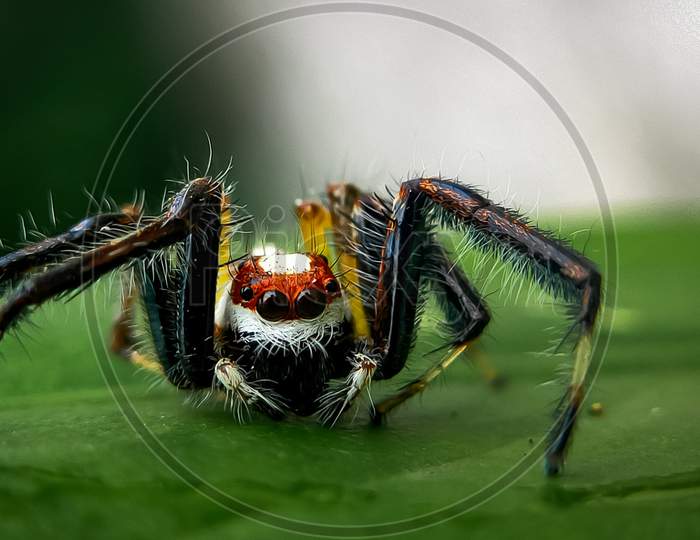 Macro Shot of a common Spider