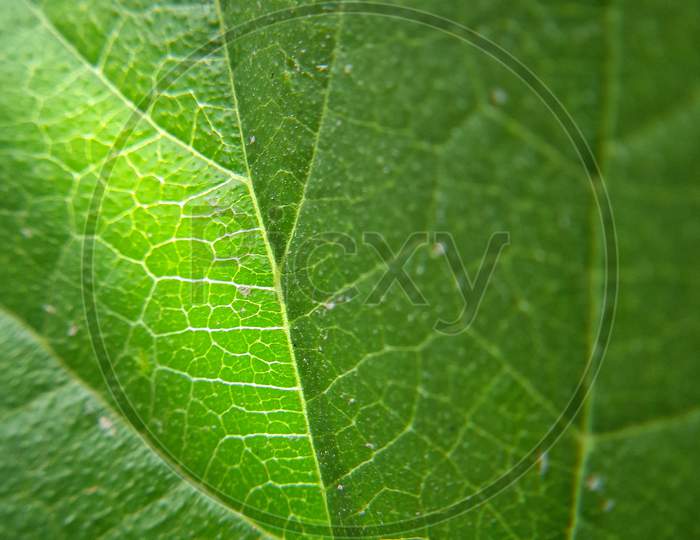 Macro shot of a leaf