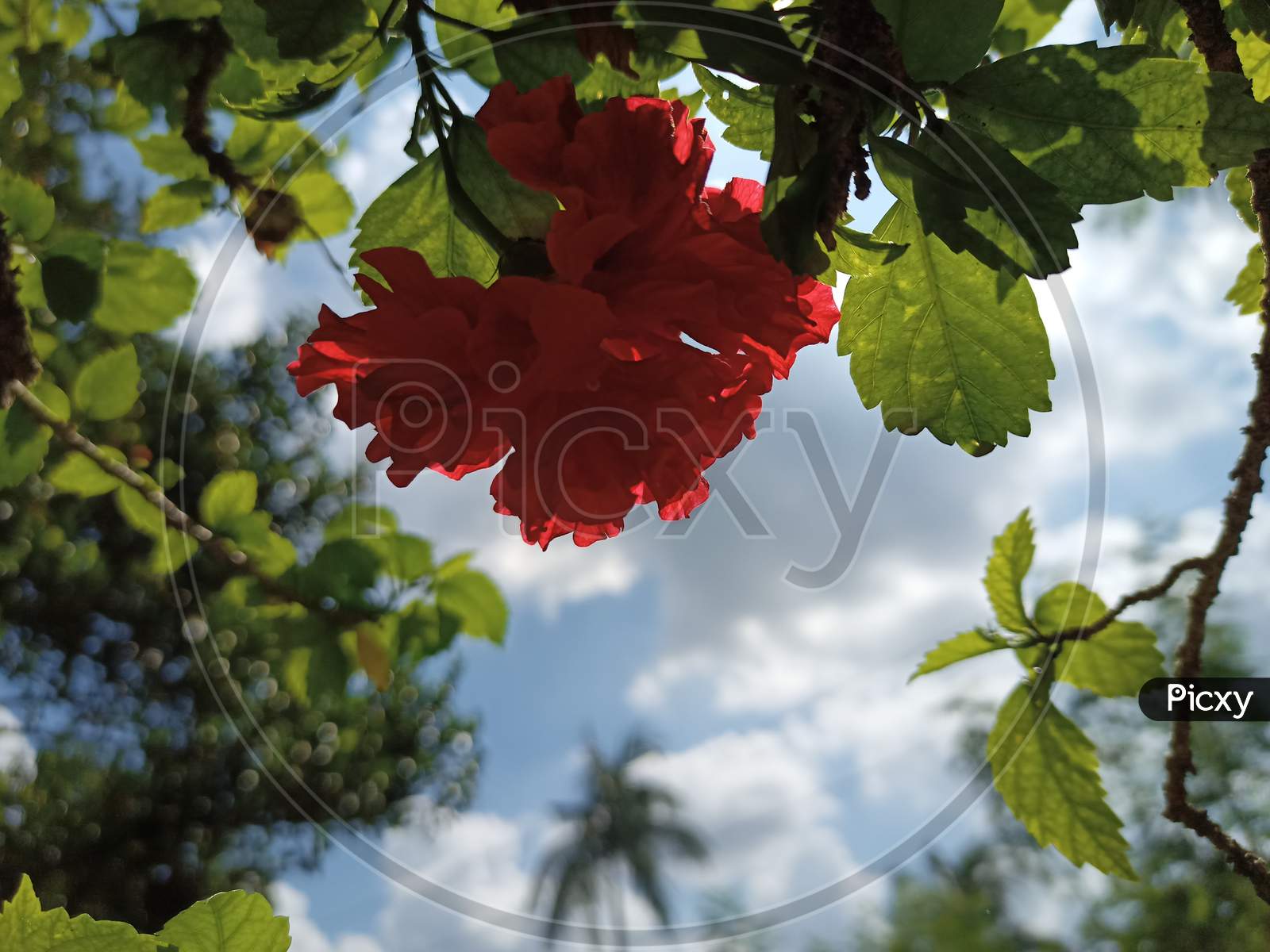 Red flower, cloudy sky