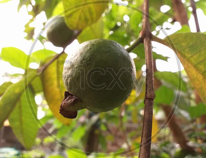 fruits of guava on a tree