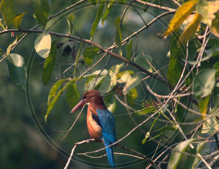 Kingfisher Bird sitting in a branch