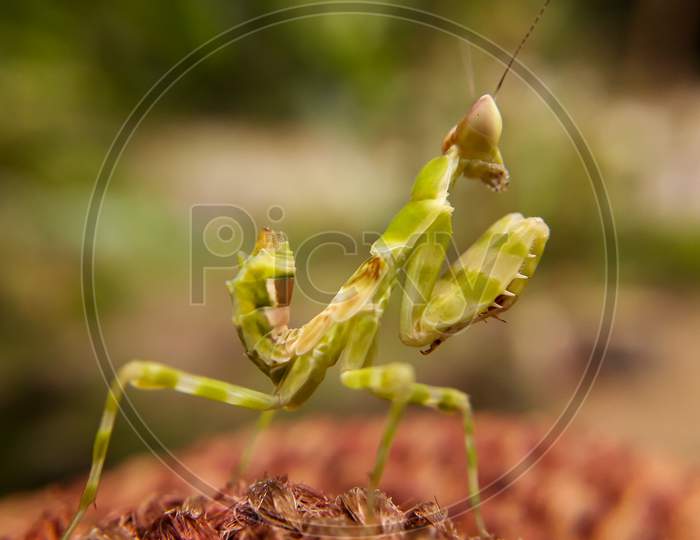 A praying mantis religosa a predator beautiful camauflage. entomology