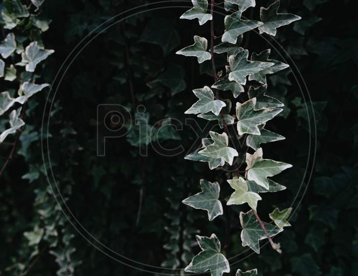 Background Of Some Desaturated Green Leaves With Dark Tones