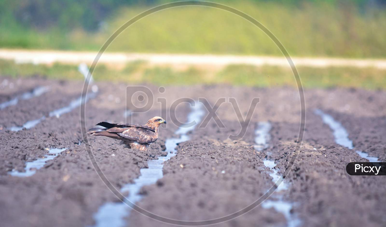 The Black Kite Is A Medium-Sized Bird Of Prey About To Drink Water