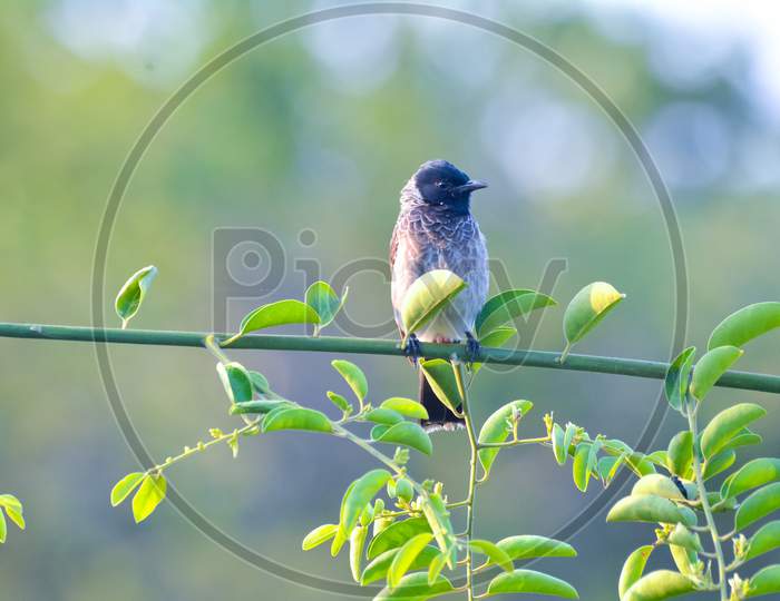 Red-Vented Bulbul Sitting On Perch