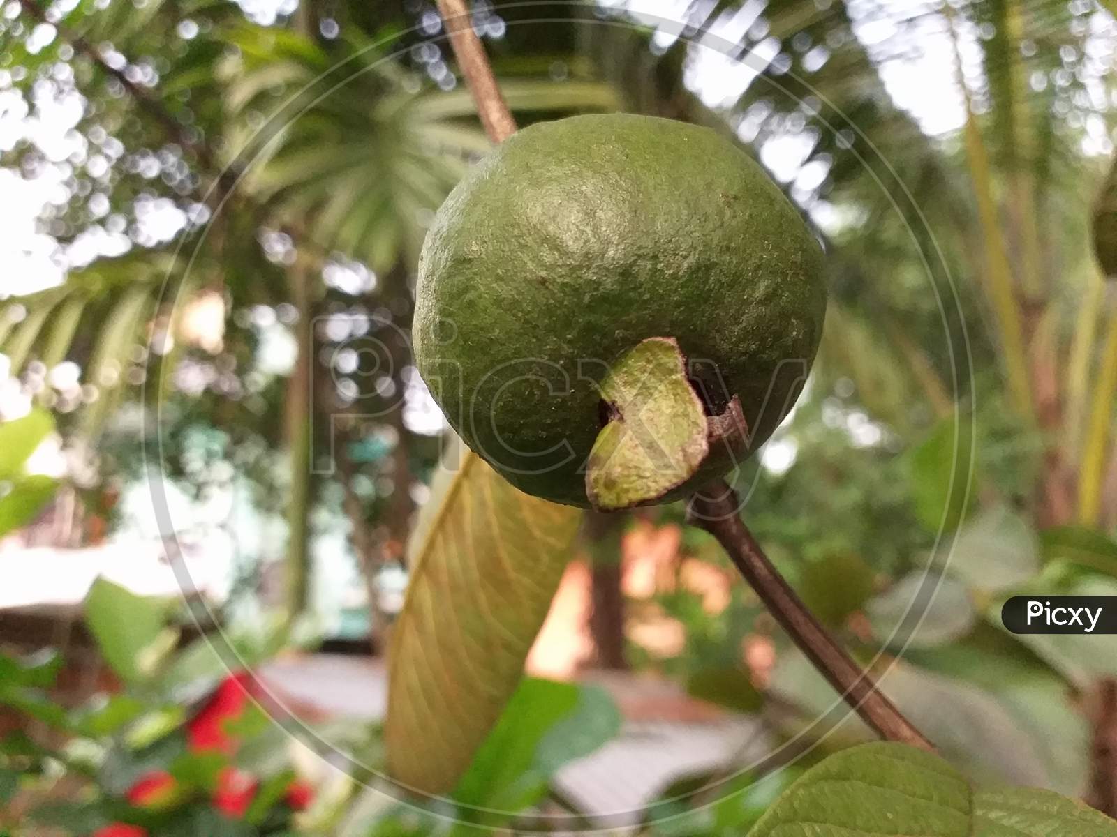 a guava fruit hanging on a tree