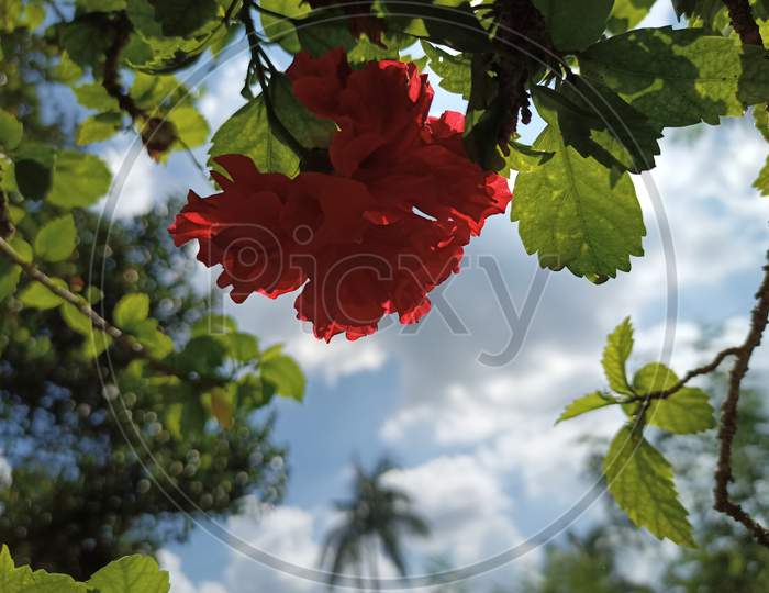 Red flower, cloudy sky
