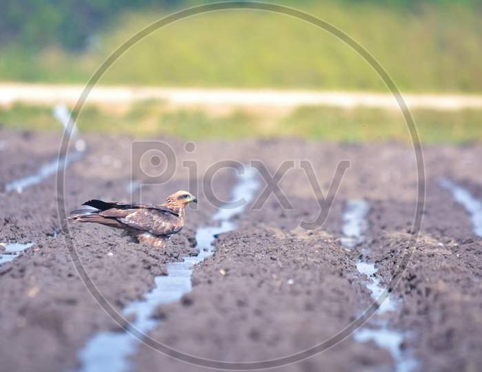 The Black Kite Is A Medium-Sized Bird Of Prey About To Drink Water