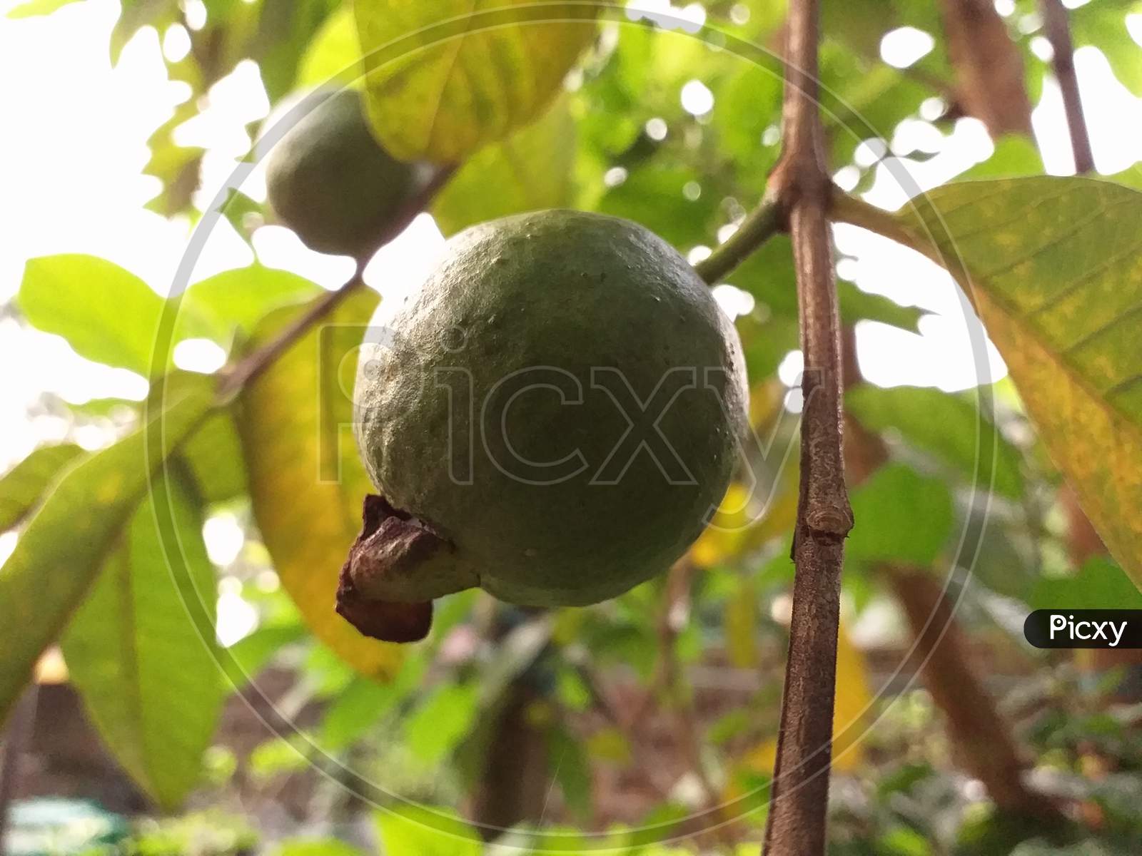 fruits of guava on a tree