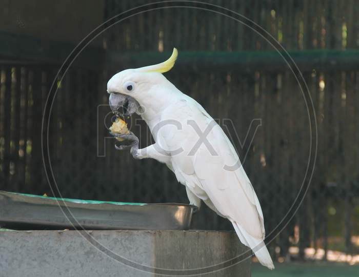 A Yellow Crested Cockatoo is busy eating.