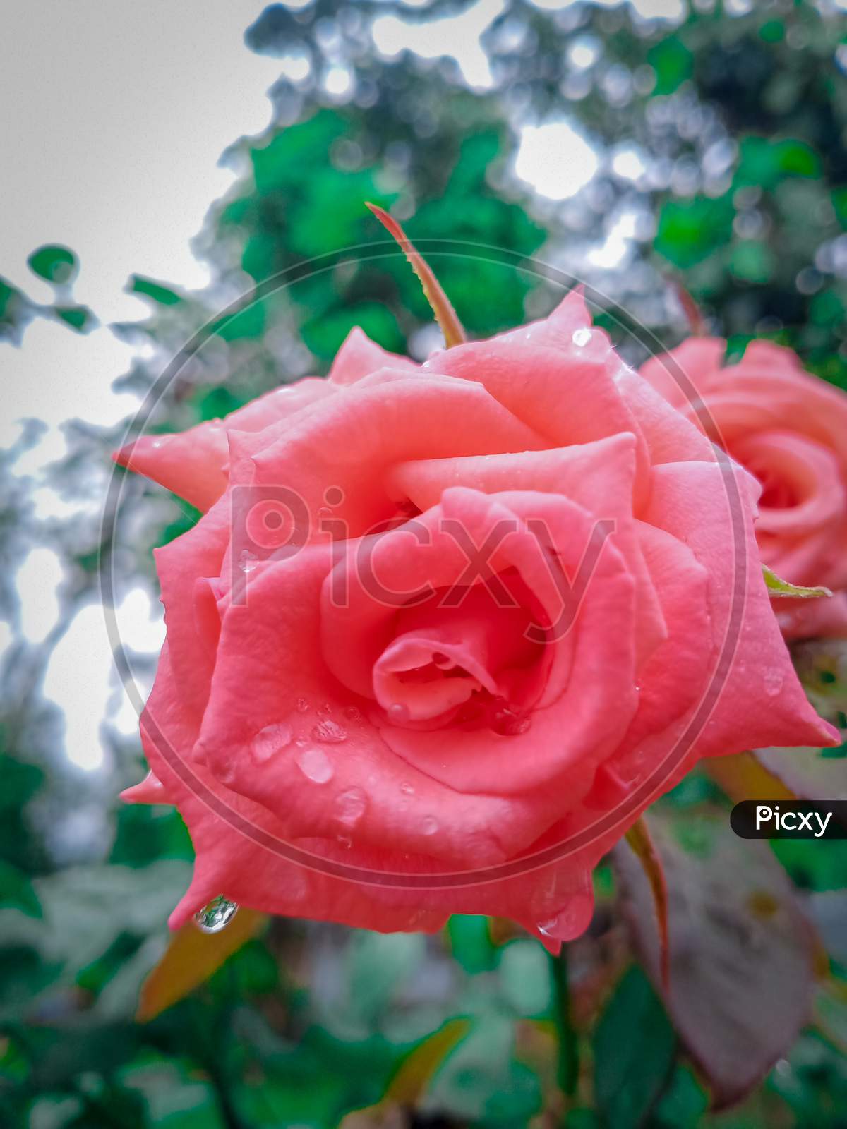 Pinky Alive Rose To have A Great day