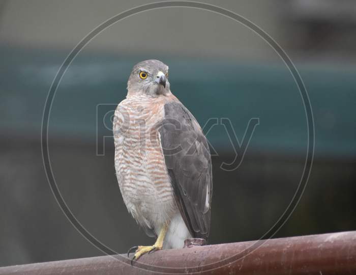 Angry look given by Hawk