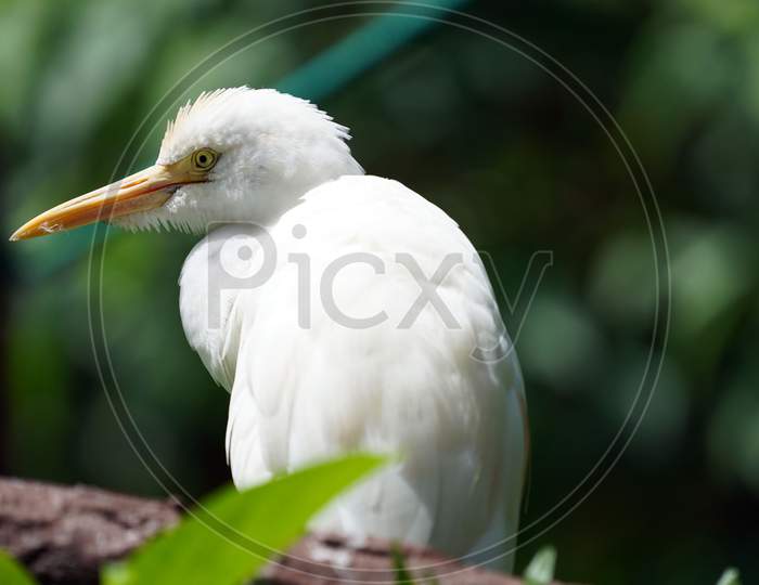 Pacific reef heron seated on a tree branch