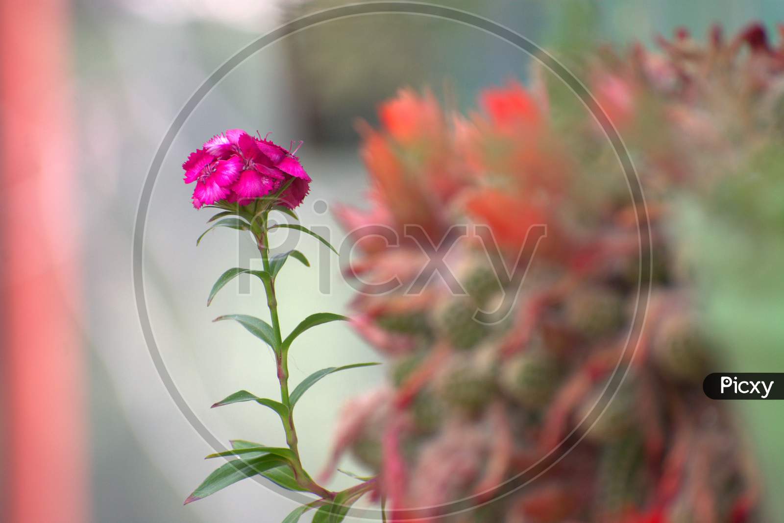 Beautiful pink flower with blury background