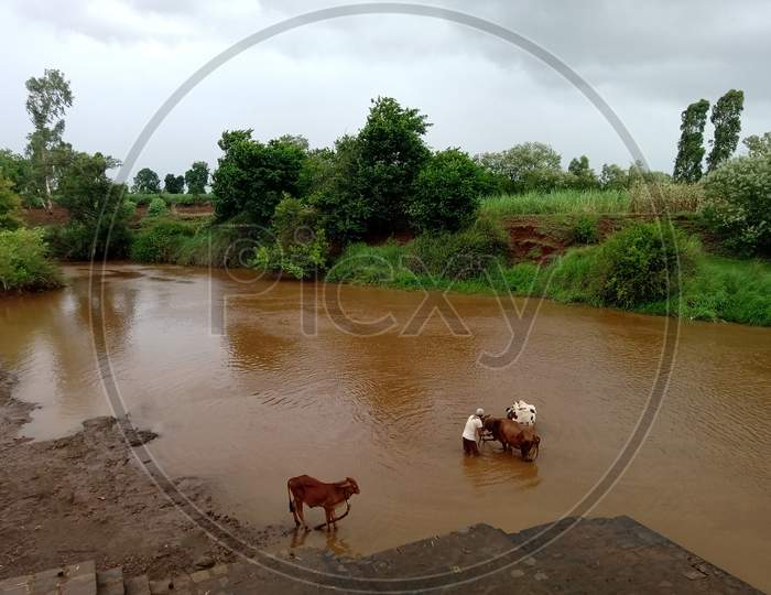 A farmer washing cow in the river