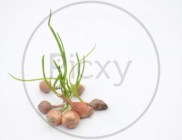 The Bunch Red Green Onion Soil Heap Isolated On White Background.