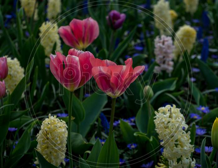 Netherlands,Lisse, Close-Up Of Pink Tulips