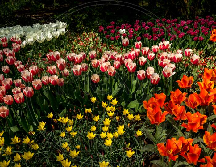 Netherlands,Lisse, A Close Up Of A Flower Garden