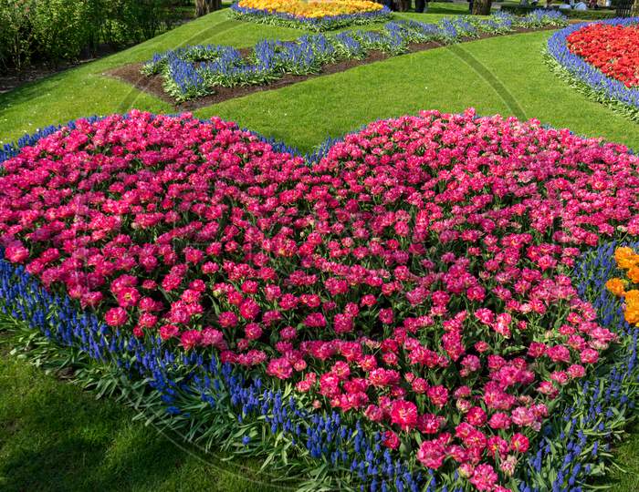 Netherlands,Lisse, High Angle View Of Multi Colored Tulips In Park