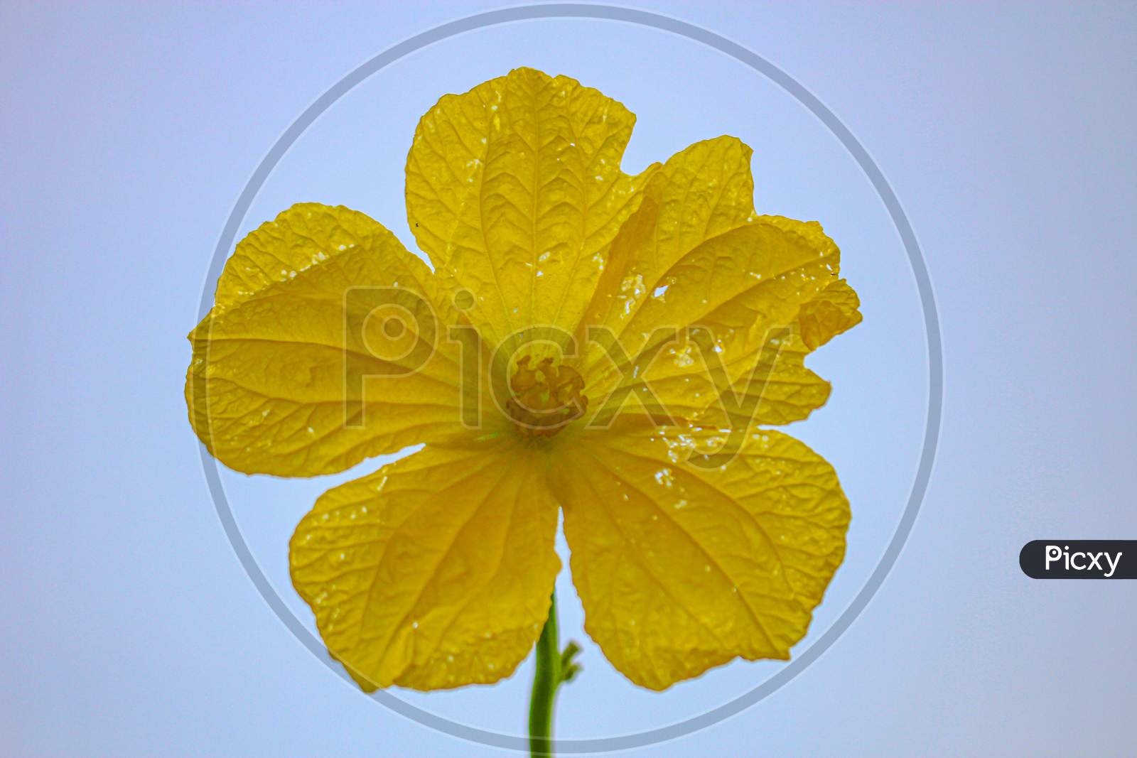 Beautyflul Yellow Flower,Blue Background Flower Image