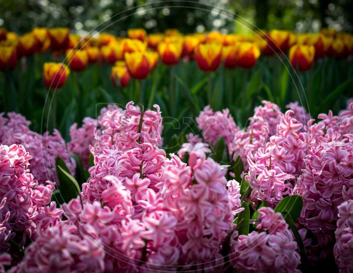Netherlands,Lisse, Close-Up Of Pink Flowers