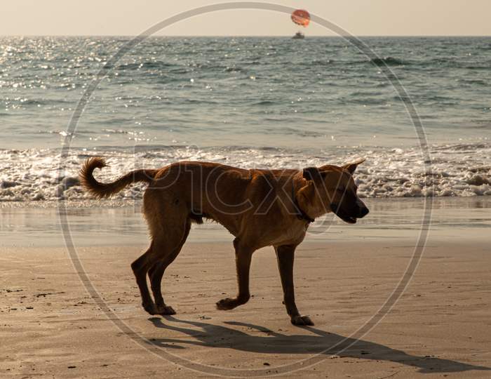 dog is running  on the Beach of Goa,india.