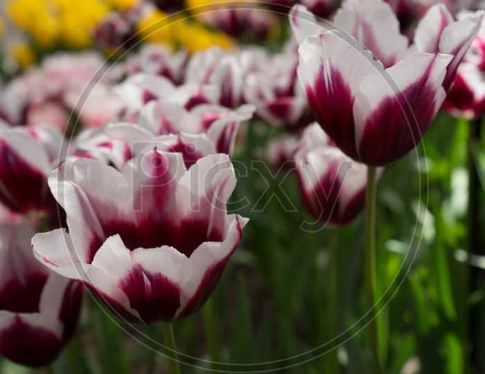 White And Magenta Tulip Flowers In A Garden In Lisse, Netherlands, Europe