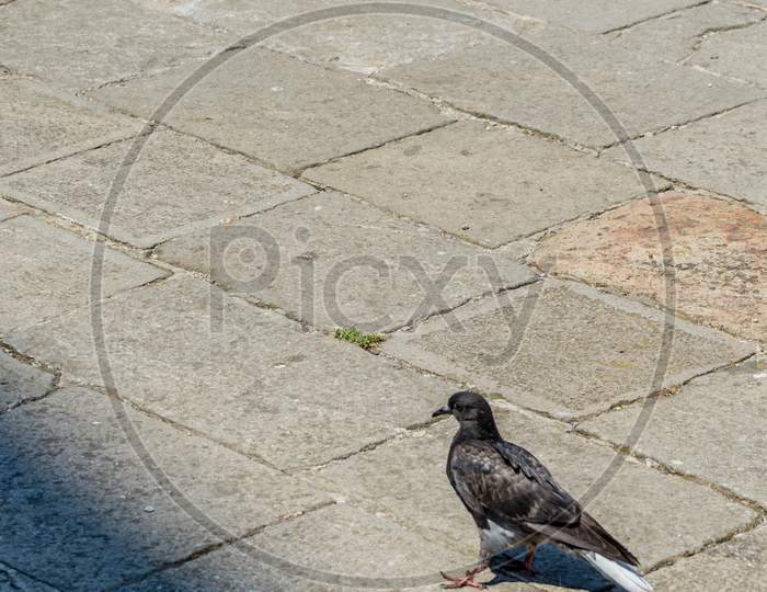Italy, Venice, A Bird Standing On A Sidewalk