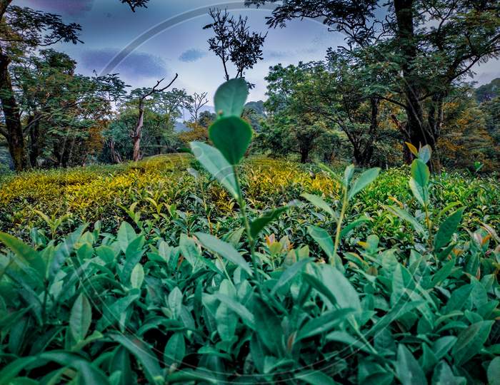 Tea garden dharamshala