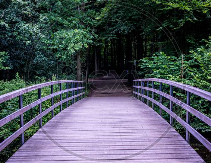 A Bridge Leading Into The A Dark Forest In Haagse Bos, Forest In The Hague