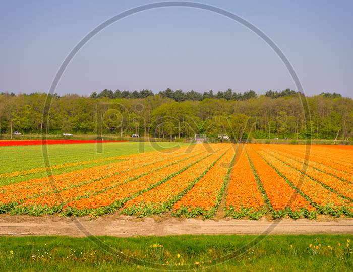 Netherlands,Lisse, A Yellow And Orange Flowers In A Field