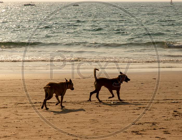 two dogs are running  on the Beach of Goa,india.