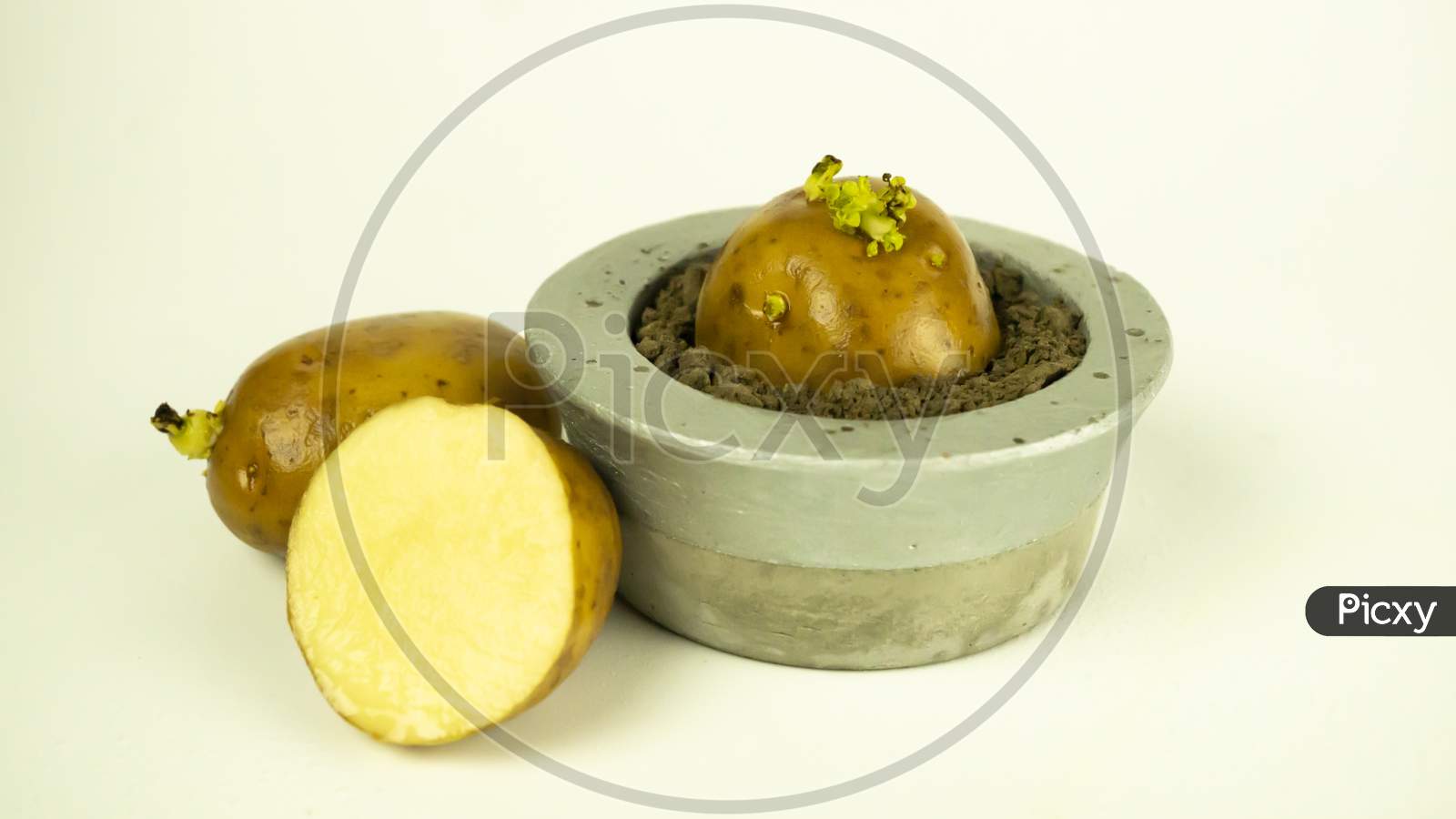 Germination of Potato root on  a cement pot sliced potato kept beside on a isolated background