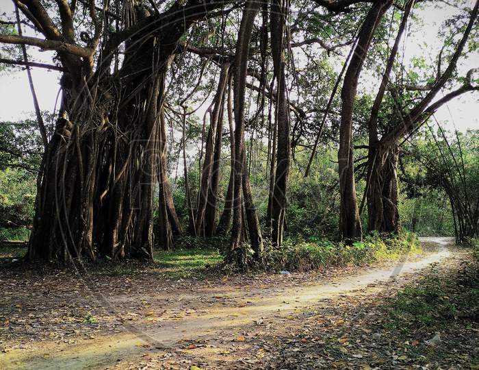 Path beside a big tree