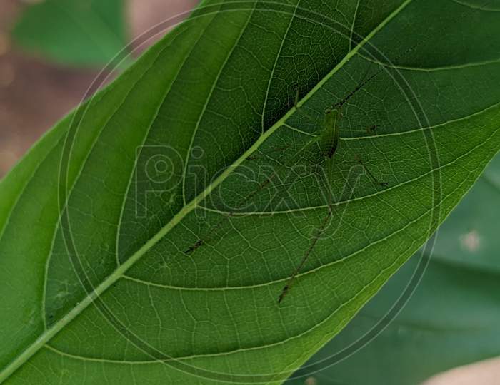 Insects on leaf or flower