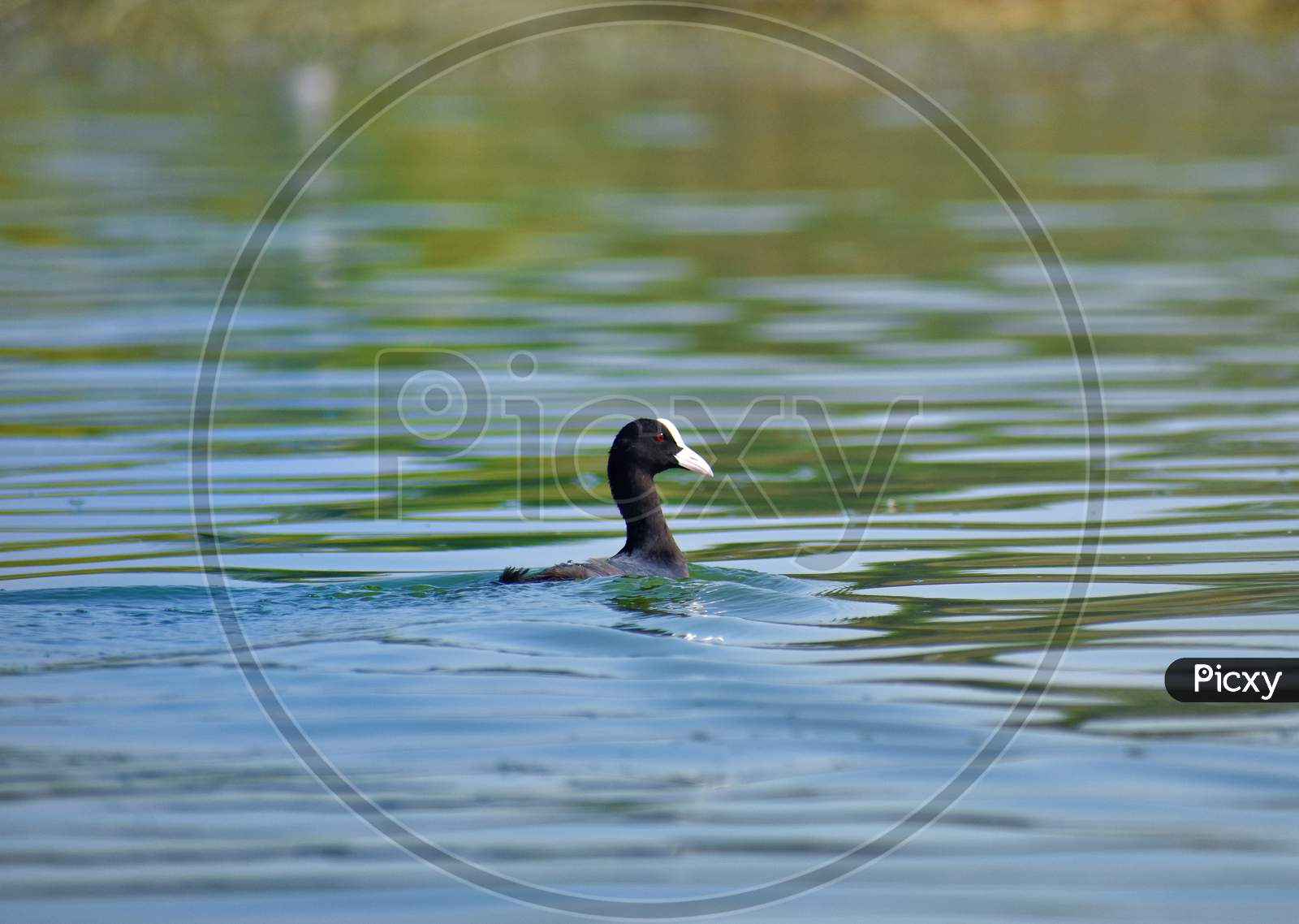 Duck bird swimming in water