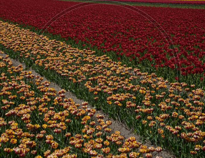 Netherlands,Lisse, A Flower In A Field