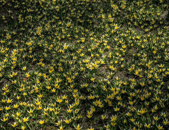 Netherlands,Lisse, Full Frame Shot Of Fresh Yellow Plants