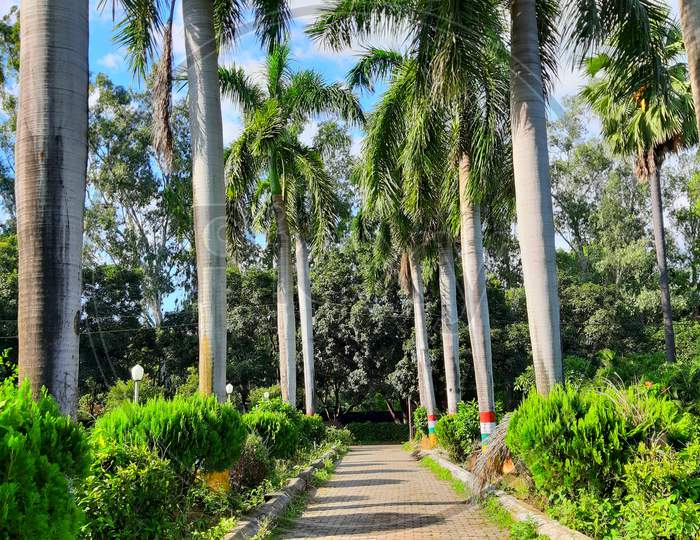 Path in middle row of coconut tree looking beautiful in nature and in form of background.