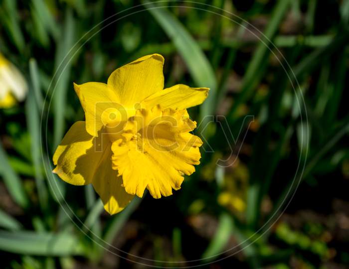 Yellow Coloured Daffodil With Blurred Background  In Lisse, Keukenhoff,  Netherlands, Europe