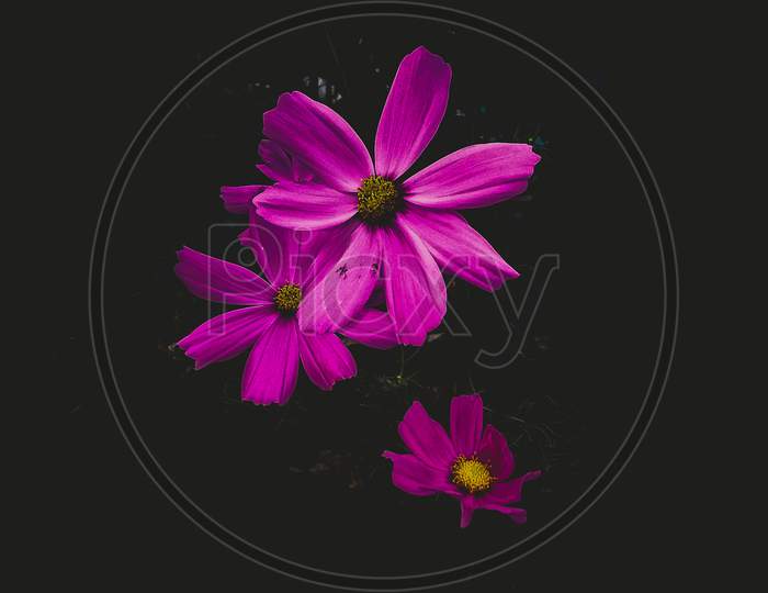 Macro flowers photography , pink flowers