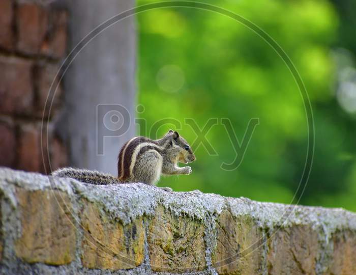Squirrel Photo Cute Image