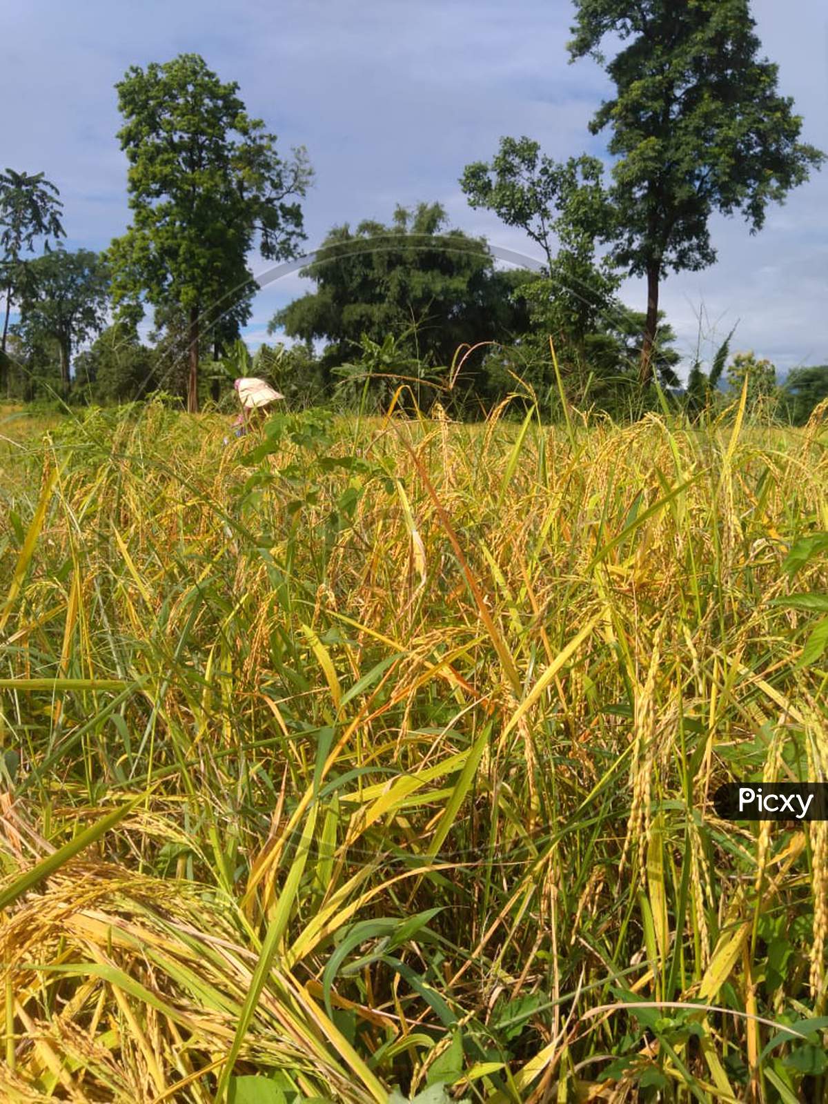 Crop, paddy field, cultivation