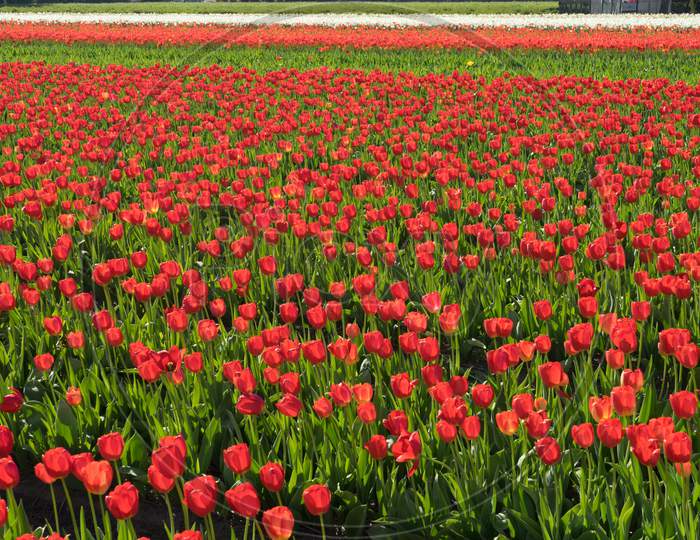 Netherlands,Lisse, A Red Flower In A Field
