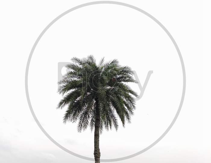A date palm