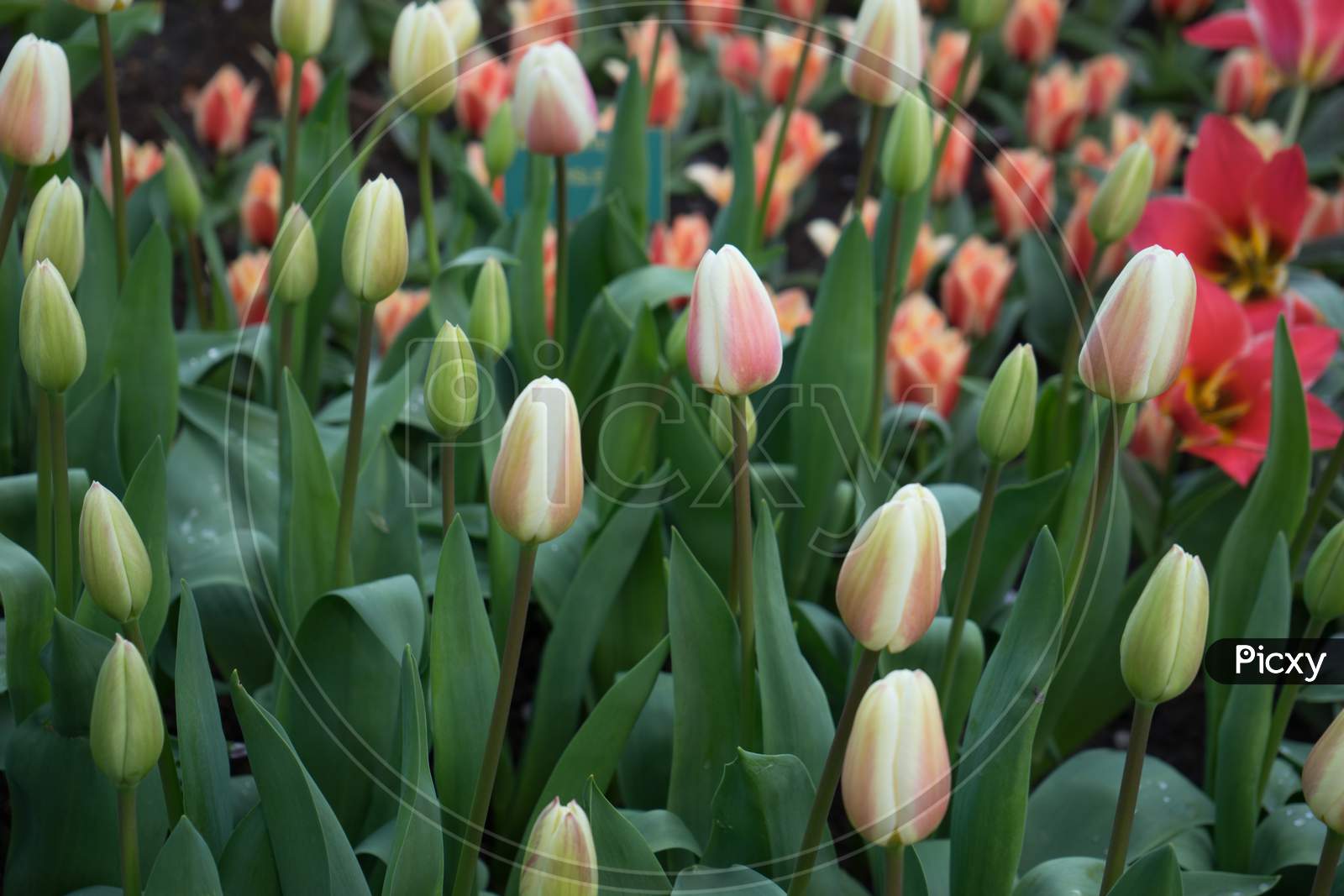 Tulip Buds With Green Leaves In A Garden In Lisse, Netherlands, Europe