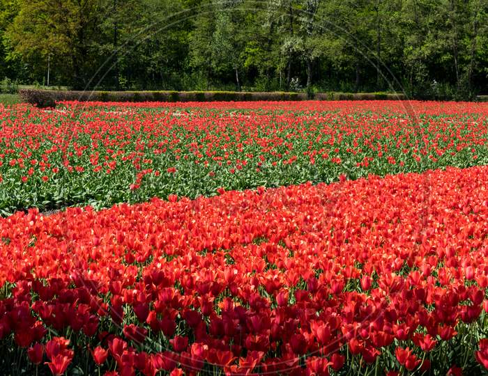 Netherlands,Lisse, A Red Flower In A Garden